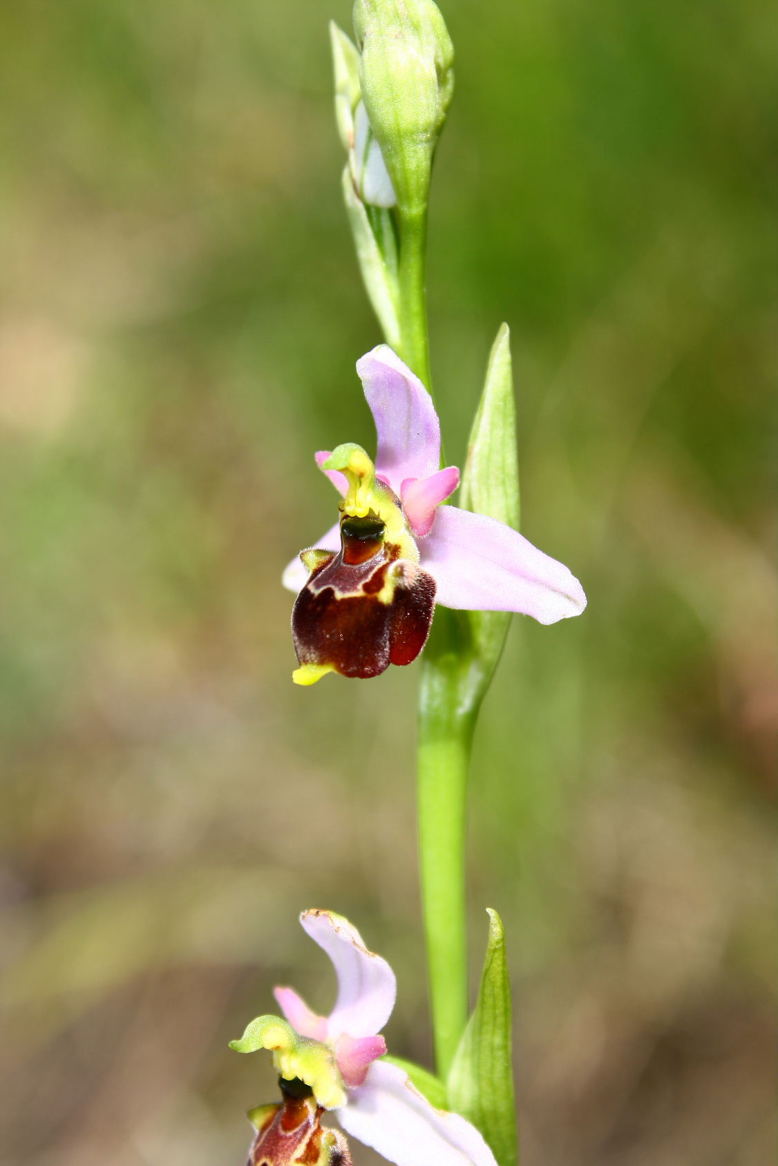 Ophrys fuciflora/holosericea-tetraloniae ???